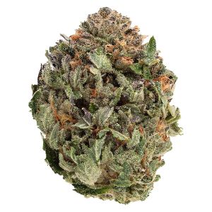 Close-up of 1964 Comatose dried cannabis flower showing dense, frosty buds with light green tones and bright orange pistils.