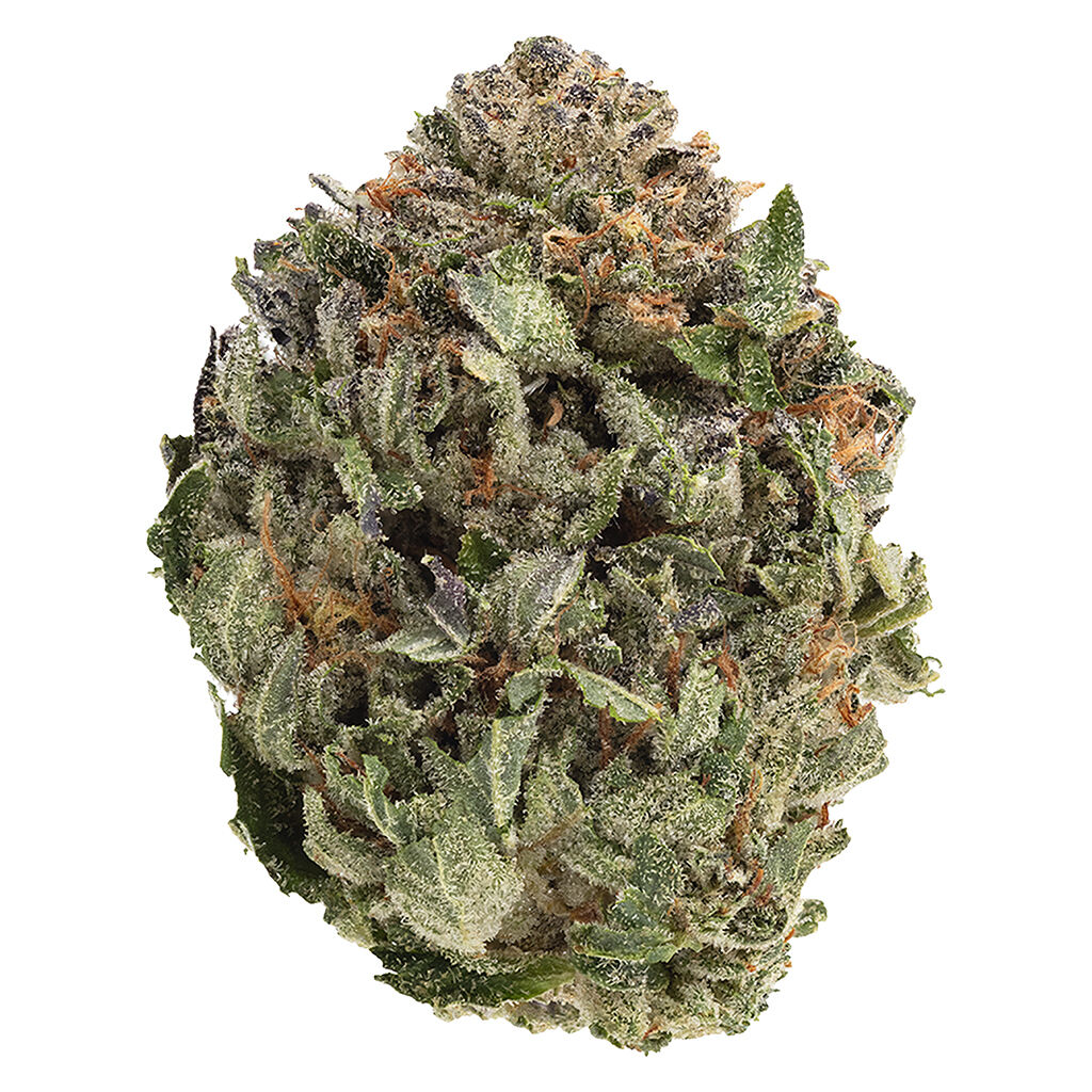 Close-up of 1964 Comatose dried cannabis flower showing dense, frosty buds with light green tones and bright orange pistils.