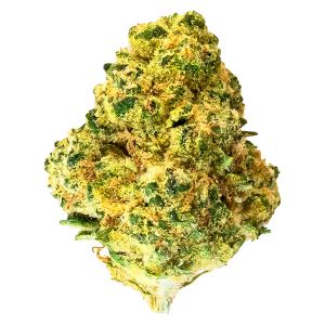 Premium cannabis flower bud with bright green colour and orange pistils