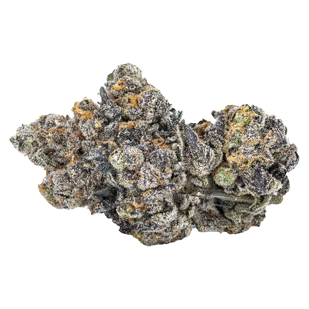 Close-up of Gas Face dried cannabis flower by Sixty Seven Sins, showcasing dense purple-tinged buds coated in heavy trichomes with bright orange pistils.