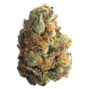 Premium GMO Cookies cannabis flower bud with dense trichomes and orange pistils